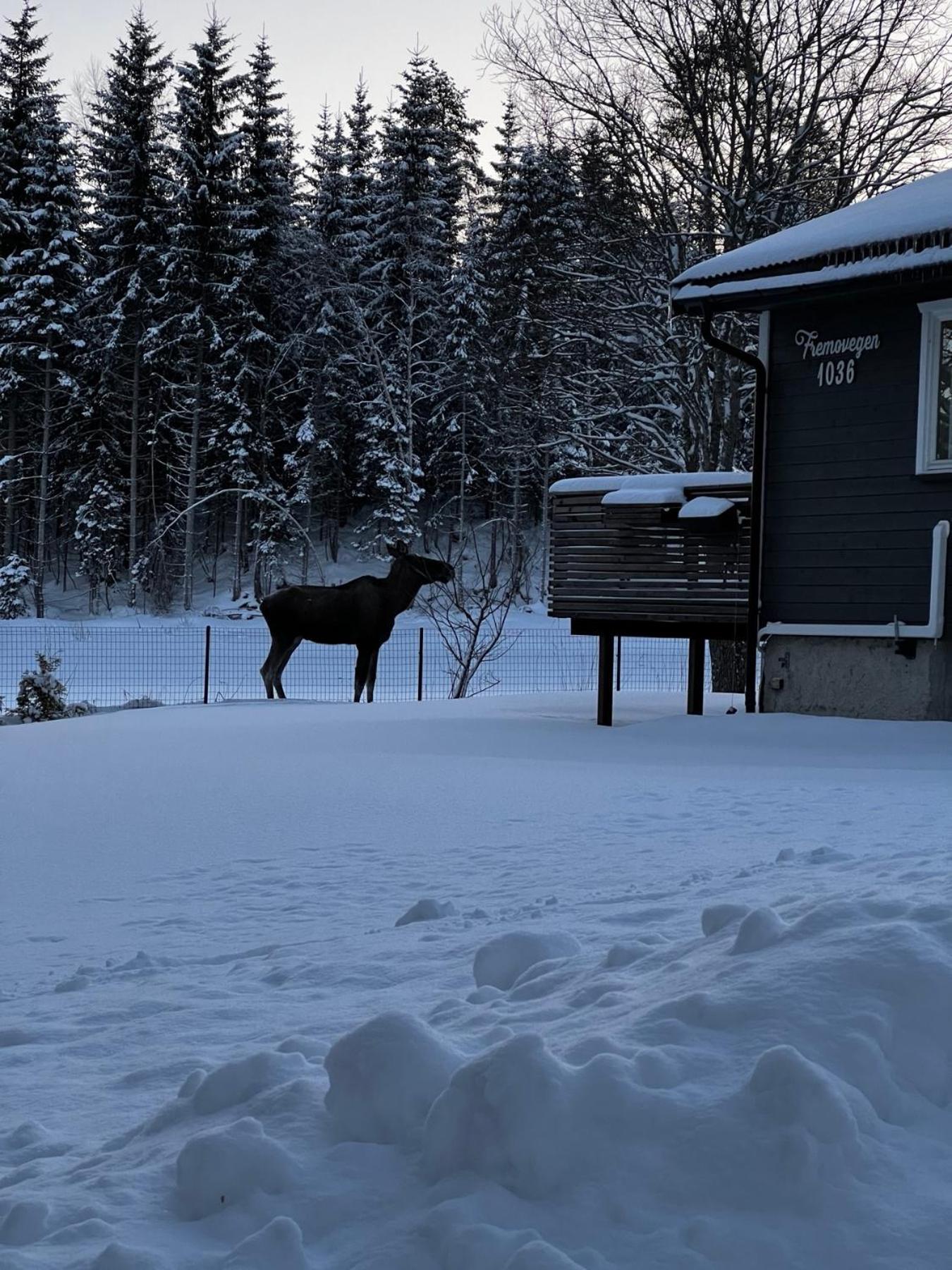 Vassfjellet Home Trondheim Esterno foto